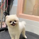 러블리펫샵 이미지