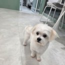 강아지미용실_편안 | 수원애견미용실 바움펫 강아지가 편안해하는 목욕시간 후기