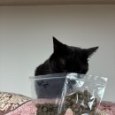 멍집사와개냥이