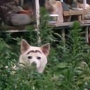 산모퉁이돌아들꽃피는집 | (이천) 산모퉁이 돌아 들꽃 피는 집/예약 방문 추천.