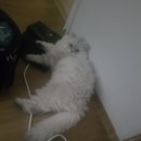 털뭉탱이 이미지