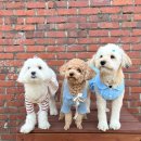 애견세상 이미지