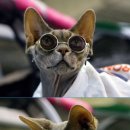 멋진 고양이 이미지