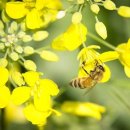 딴바위 펜션 이미지