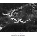 대위리-양지리 이미지