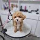 리틀댕댕 이미지