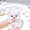 비비퍼피 강아지분양 일산점 이미지