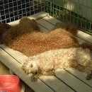 오뉴월 개팔자 이미지