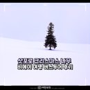 나무 | 비에이 버스투어로 다녀온 삿포로 나홀로 나무 솔직 후기