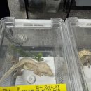 파충류샵토리멀파크
