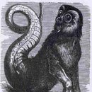 고에티아 (Goetia) 이미지