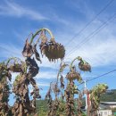 김천시대덕면연화보건진료소 | 추석 처가집 방문 (2023.10. 2 월)