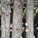 사은농장 이미지