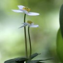 바람꽃