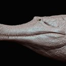 사르코수쿠스 이미지