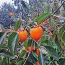 현천농장 이미지