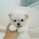 베베멍 강아지고양이분양 시흥본점 이미지