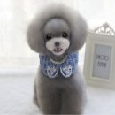 백설애견 이미지