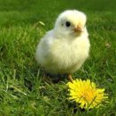 효성상아아파트 이미지