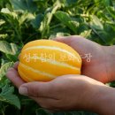 보화농장 이미지