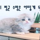 데본냥이 이미지