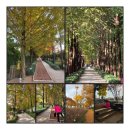 우로지 자연숲 공원(메타세쿼이아길) 이미지