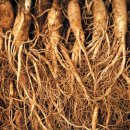 늘푸름농장 이미지