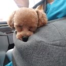 더조은동물의료센터 이미지