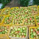 한아름농원 이미지