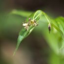 나리반점 이미지