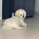 보르딘 | 디카페인 추천 늦은 저녁시간에도 편하게 먹기 좋은 보르딘커피 후기