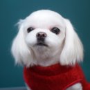 다온 펫 살롱 이미지