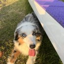 돌담펫호텔 이미지