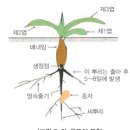 꽃의 구조와 기능~ ~시과,핵과,협과,장과,삭과 ~씨앗의 번식방법~바람,물,동물,곤충,스스로 힘차게 이미지