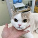 반할고양