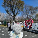 코끼리 | 서울대공원 4월 리프트&amp;동물원 코끼리 벚꽃 후기