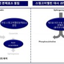 (주)사노피-아벤티스코리아 이미지