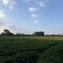 대흘초등학교 | 제주 1년살이 연세 매물 찾기 후기 및 꿀팁 공유