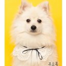 슬기로운 댕댕 유치원 이미지