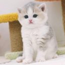 라온캣 잠실고양이분양 이미지