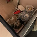 사비켄넬 | [강아지 고립불안]교육 2달차 + 권기진 훈련사 비대면교육