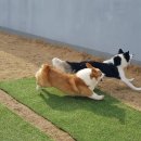 한강펫케어센터 이미지