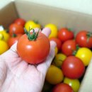 토마토마(tomatoma) | [토마토주문 후기]TOMATOMA 전북 김제 토마토마 송이토마토 3kg
