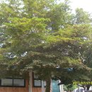 야촌(위) 이미지