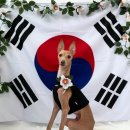 월 스트리트 애견유치원 이미지