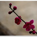 매화농장 이미지