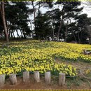 반곡리 뒤뜰 마을회관 | 서산 유기방가옥 수선화 축제 완벽 안내