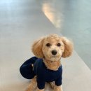 에떼르넬 슈슈 이미지