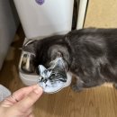 어도러블 펫(ADORABLE PET) | 다이노펫에서 고양이아크릴톡 호두후기🐈‍⬛