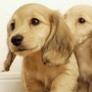 건강한 강아지 이미지